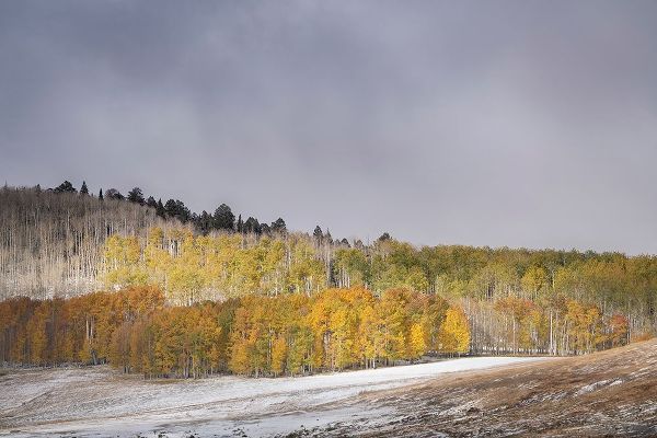 Jaynes Gallery 아티스트의 USA-Colorado-Uncompahgre National Forest Aspen forest in late autumn작품입니다.